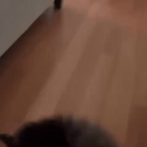 Fight Cat GIF