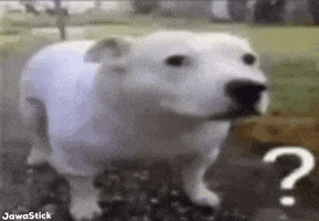 Confused Question Mark GIF