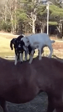 goat falling GIF