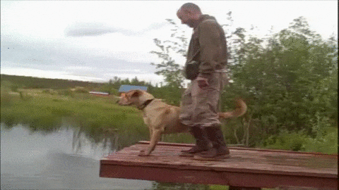 Dog Falling GIF by America's Funniest Home Videos - Find & Share on GIPHY
