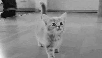 meowing black and white GIF