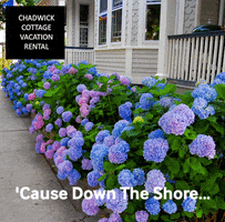 ChadwickCottage flowers peace garden jersey shore GIF