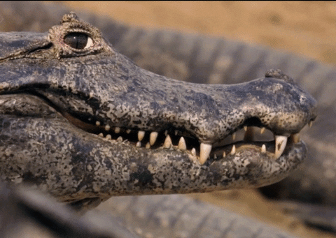 Crocodile Flirting GIF - Find & Share on GIPHY