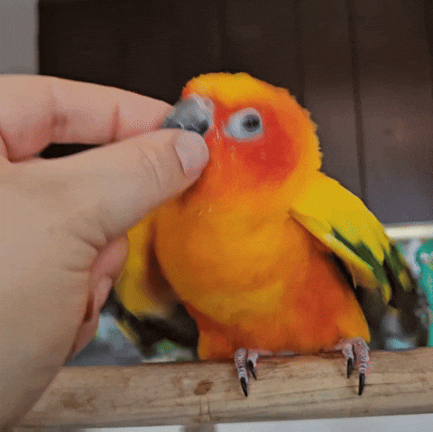 Mango GIF