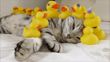 cat duck GIF