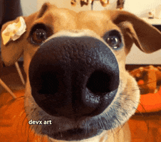 Dog Selfie GIF by DevX Art
