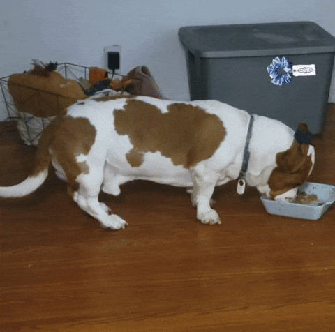 Moose GIF