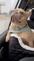 Go Away Whatever GIF
