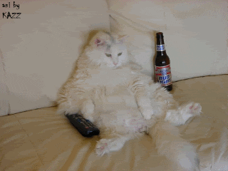 Cats-with-beer GIFs - Get the best GIF on GIPHY