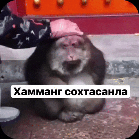 Czz GIF