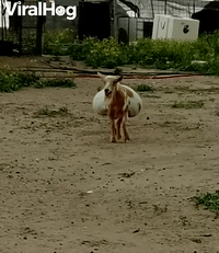 Pregnant Goat has Saddlebag Stomach
