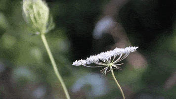 Weeds Wildflowers GIF by JC Property Professionals