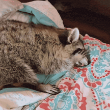A raccoon rubbing its face on a colorful blanket