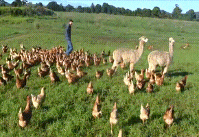 chicken farm GIF