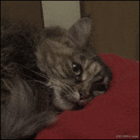 Sad Kitten Gif