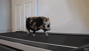 pig treadmill GIF