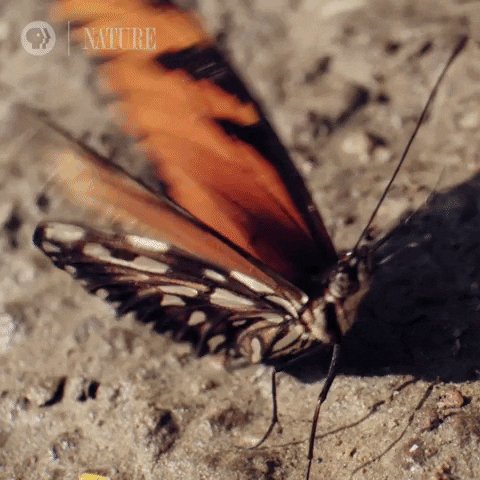 Amazon Butterfly GIF by Nature on PBS - Find & Share on GIPHY
