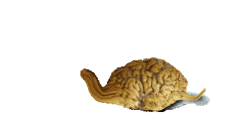 Brain Mind Sticker