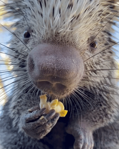 Snack Eat GIF by San Diego Zoo Wildlife Alliance