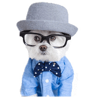 dog what Sticker by MISO PUP