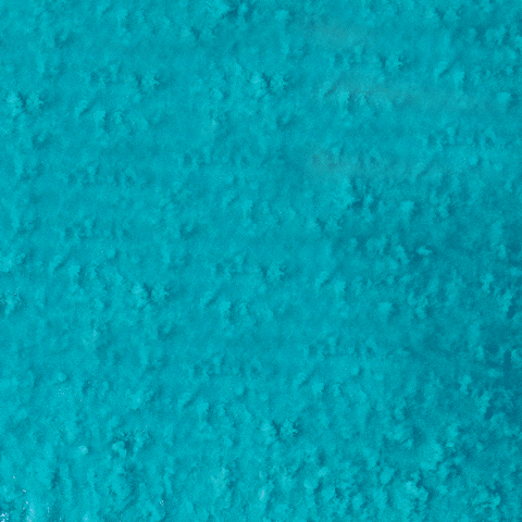 Aloe Up Sun & Skin Care GIF