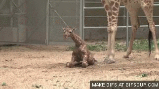 Baby Giraffe GIF - Find & Share on GIPHY