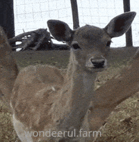 picture Deer Gif little deer gifs get the best gif on
