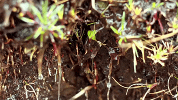 Agua GIF
