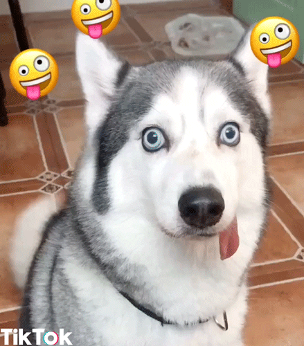 Video gif. A husky with its tongue sticking out looks confused. Around his head are a few silly emojis with their tongues sticking out.