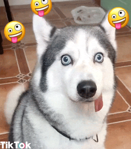 Confused Husky Gifs Get The Best Gif On Giphy