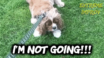 Roll Over Good Boy GIF by Extreme Improv