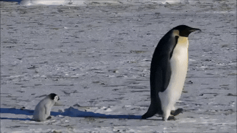 Baby Animal Gif By Oceana Find Share On Giphy