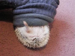 Hedgehog Funny Animals GIF