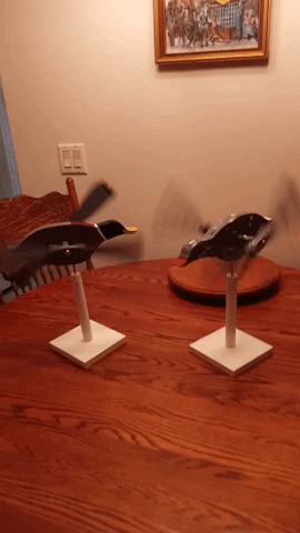 Ducks GIF