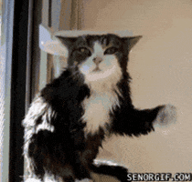 Cat Shaking GIF by The .GIFYS