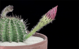 flower cactus GIF
