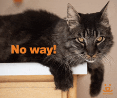 No Way Reaction GIF by Best Friends Animal Society