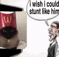 Barack Obama Cat GIF