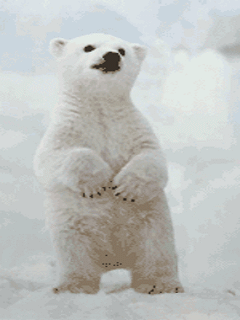 Polar Bear Dancing GIF