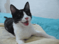 smug cat gif