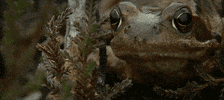 frog ribbit GIF by Jerology