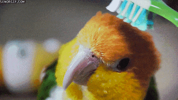 Bird Brush GIF