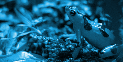 golden frog GIF by Jerology