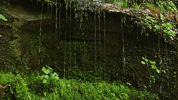bad branch falls loop GIF by Jerology