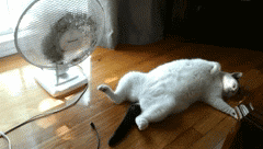 Heat Wave Cat GIF