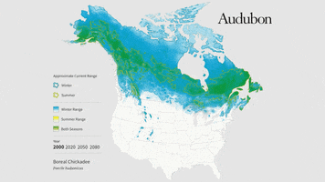 boreal chickadee GIF by audubon
