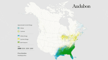 pine warbler GIF by audubon