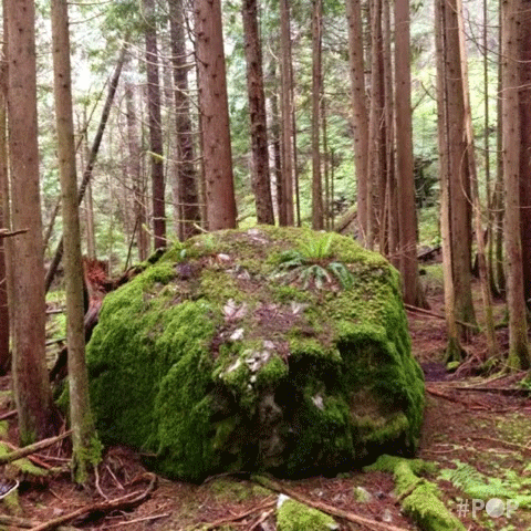 seattle woods GIF by GoPop