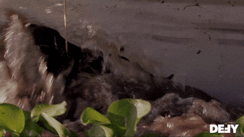 Swamp People Water GIF by DefyTV