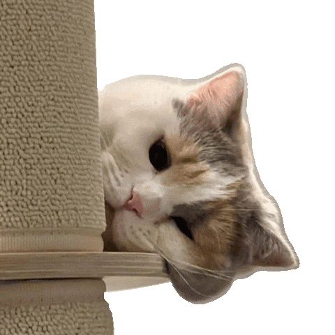 Cat Sticker